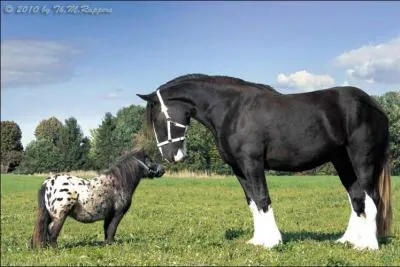 Quelle est la plus petite race de chevaux au monde ?