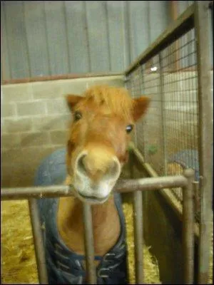 Cheval ou poney ?