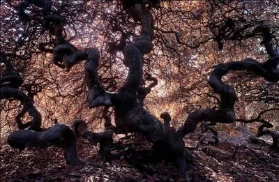 Quels sont ces arbres aux allures tourmentées que vous découvrirez à Verzy près de Reims ?