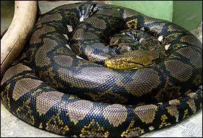 C'est moi, le python réticulé et je détiens le record du plus long serpent du monde ; mais quelle est ma taille ?