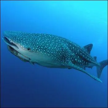 Je suis le plus grand poisson du monde et je mesure entre 4 et 14 mètres, je suis :