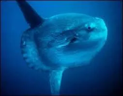 Le poisson le plus rapide, c'est moi ! Je peux atteindre les 110 km/h dans l'eau, je suis évidemment :