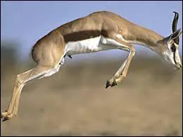 Hé, moi aussi je suis champion mais de saut en hauteur. Je suis le springbok, une petite antilope d'Afrique du Sud. Mais à quelle hauteur puis-je sauter ?
