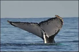 Moi, je mesure environ 40 mètres et en plus je suis venimeux, alors je suis :