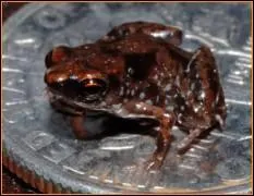 Coucou, c'est moi, je suis le plus petit vertébré du monde et je suis plus petit qu'une pièce de monnaie, saurez-vous me retrouver parmi tous ces animaux aux noms compliqués ?