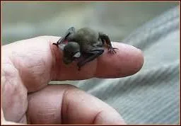 Moi, je suis le plus léger animal du monde, savez-vous quel est mon nom ?