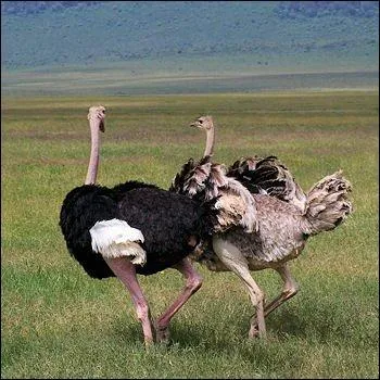 Je suis un oiseau très grand, et je ne vole pas :