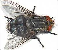 Je peux faire beaucoup de vol stationnaire car je peux battre des ailes plus de 70 fois par seconde. Je suis l'oiseau qui détient le record de battements d'ailes les plus rapides, c'est-à-dire :