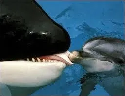 Je suis un mammifère marin de 9 tonnes et de 9, 5 mètres de long, mais le mieux, c'est que je détiens le record du mammifère marin le plus rapide, je suis donc :