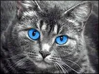 Qui est la guérisseuse du Clan du Tonnerre après Petite Feuille ?