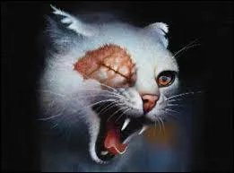 Quelle est cette chatte ?