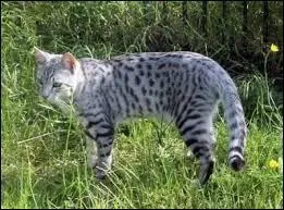 Qui a été tué par Feuille de Houx dans le roman "Soleil levant" ?