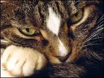 Qui Étoile de Feu désigne-t-il comme lieutenant après la disparition de Plume Grise ?