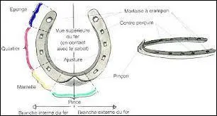 Est-ce que la ferrure est importante pour le cheval ?