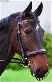 Comment sait-on que le filet est ajusté au cheval (ou poney) ?