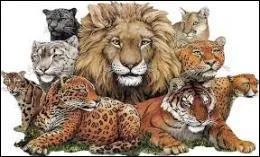 Etre agressif, manifester une énergie extraordinaire, c'est avoir mangé...