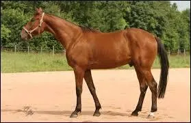 La carrière d'un cheval de course se termine vers 10 ans ou plus.