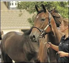 Les chevaux qui étaient brillants vont à l'abattoir à la fin de leur carrière.