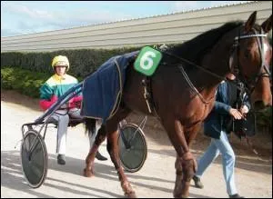 Les chevaux moins brillants vont à l'abattoir.