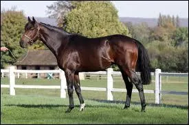 Les étalons sont les mâles reproducteurs, anciens coureurs.