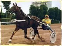 Ourasi était un cheval de course de galop et Jappeloup était un cheval de course de trot.