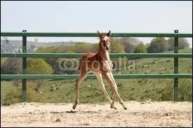 Le foal est le poulain de l'année.