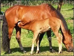 Un poulain est sevré à l'âge de 3 mois environ.