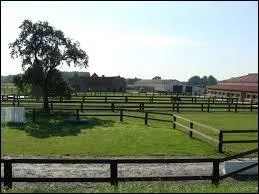Un paddock est un enclos où l'on isole le poulain pour l'empêcher de téter sa mère.