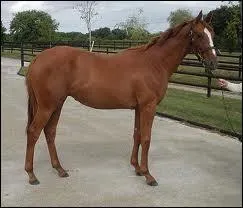 Un yearling est un poulain de moins d'un an.