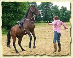 Le début du dressage d'un jeune cheval est le débourrage, période durant laquelle il apprend à être monté et à porter une bride et une selle.