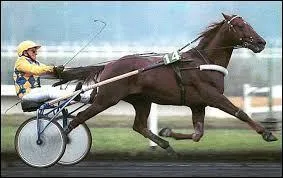 Un trotteur peut devenir cheval de course de galop.