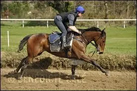 En phase d'entraînement, les chevaux courent des distances variant entre 800 et 2000 mètres.