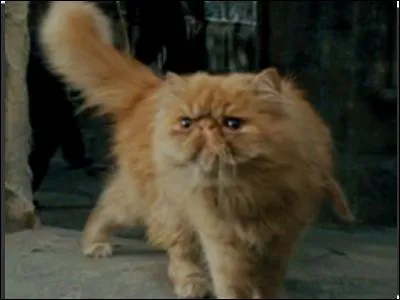 Comment s'appelle son chat orange ?