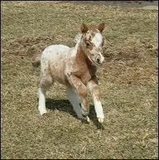 Quel est le plus petit poney du monde ?