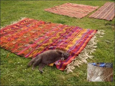 Enfin roulez-vous dessus et dites quelle est la caractéristique de certains tapis turcs nommés kilims.