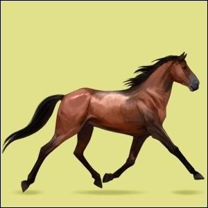 Combien existe-t-il de races de chevaux et de poneys sur Equideow ?(dans le monde gaïa )