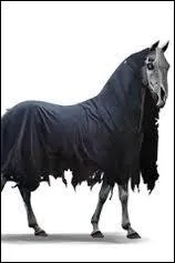 Quelle est la race de ce cheval ?