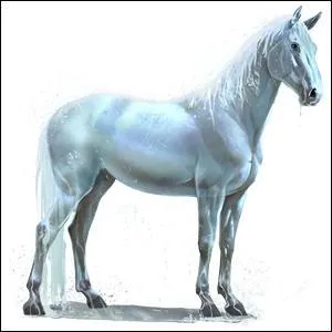 Quelle est la race de ce cheval ?