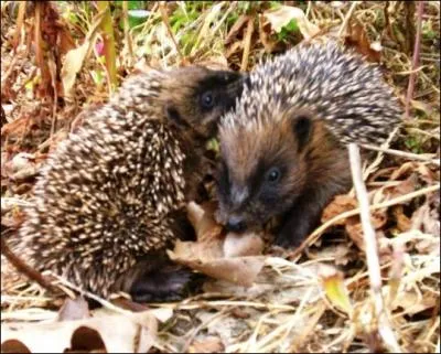 Que représente ce couple ?