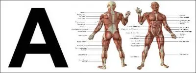 Faire un(e) ... immoral(e) ! Sélectionnez le bon mot correspondant à l'image.