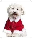 Quel est celui-ci dans son manteau rouge ?