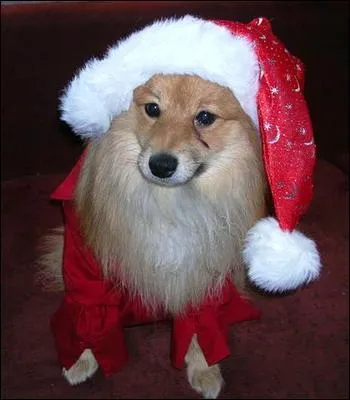 Quelle est la race de ce chien ?