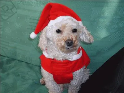 Donnez moi le nom de ce chien :