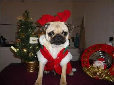 Quelle est la race de celui-là ?