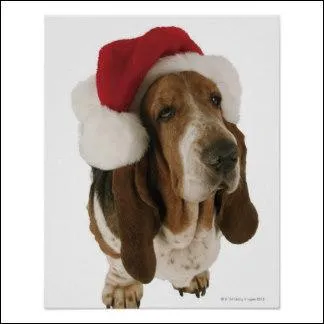 Il peut se cacher sous son pompon, on l'a bien reconnu !