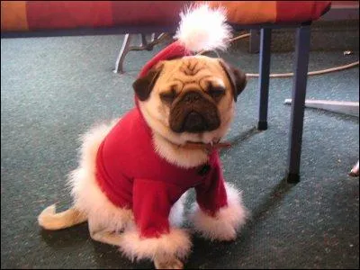 De quelle race est ce petit Père Noël ?