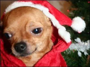 Qui se cache sous le bonnet du Père Noël ?