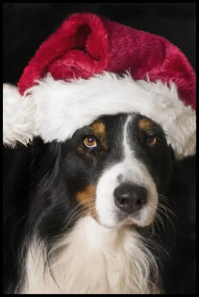 Qui se camoufle sous son bonnet rouge ?