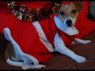 Joyeux Noël à ce petit :