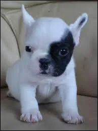 Quelle est cette race ?